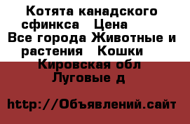 Котята канадского сфинкса › Цена ­ 15 - Все города Животные и растения » Кошки   . Кировская обл.,Луговые д.